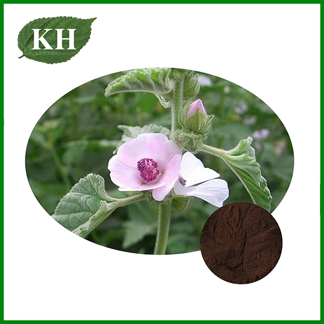 Marshmallow Root Extract Powder Marshmallow Root Extract Powder